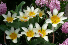 09-Rock Tulips in full bloom-230x153